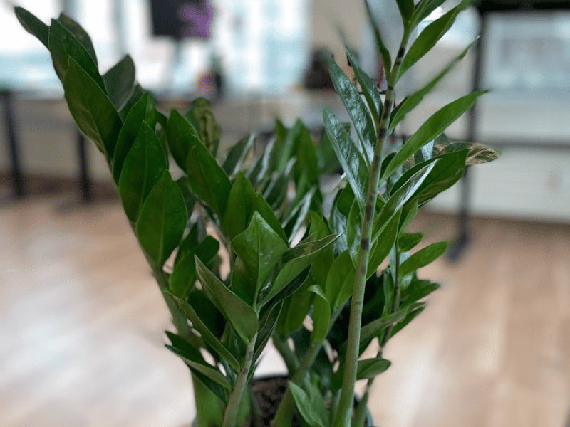 Zz Plant (Zamioculcas zamiifolia)
