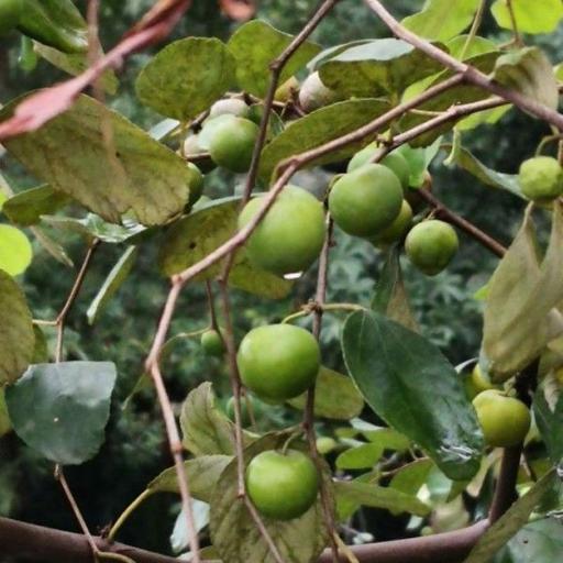 Indian Jujube (Ziziphus mauritiana)