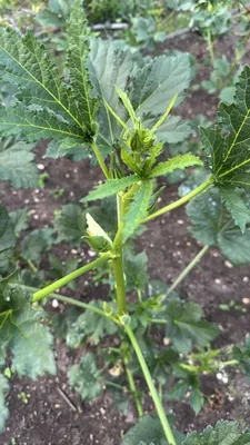 Lady's Fingers (Abelmoschus esculentus)