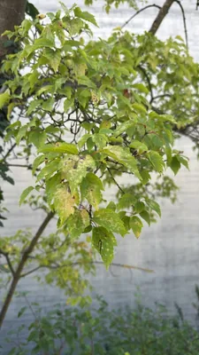 Acer griseum (Acer griseum)