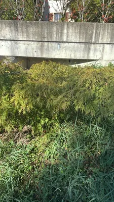 Acero giapponese (Acer japonicum)