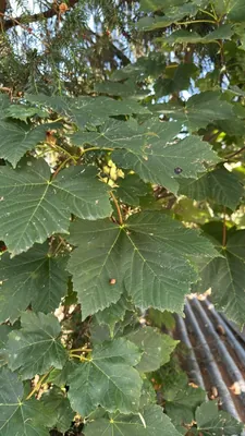 Acero montano (Acer pseudoplatanus)