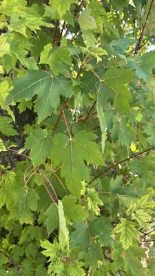 Acero rosso (Acer rubrum)