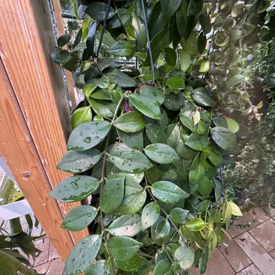 Lipstick Plant (Aeschynanthus radicans)