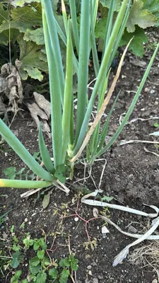 بصل ويلزي (Allium fistulosum)