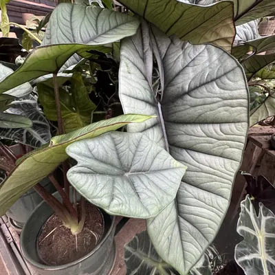 Alocasia Dragon Scale (Alocasia baginda)