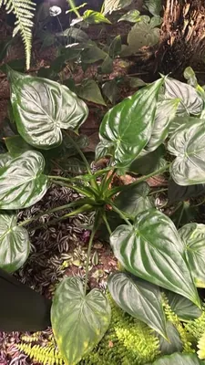 Chinese Taro (Alocasia cucullata)