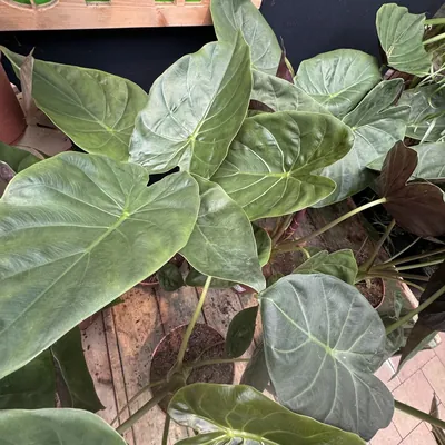 Hardy Elephant Ear (Alocasia wentii)