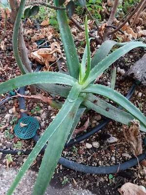 Aloe Vera (Aloe vera)