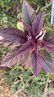 Joseph's Coat (Amaranthus tricolor)