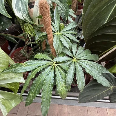 Anthurium pedatoradiatum (Anthurium pedatoradiatum)