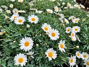 Paris Daisy (Argyranthemum frutescens)