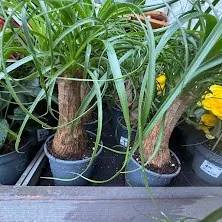 Ponytail Palm (Beaucarnea recurvata)