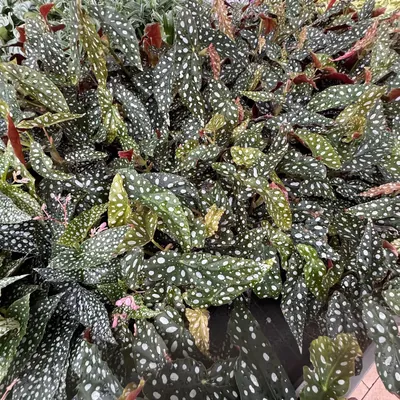 Polka Dot Begonia (Begonia maculata)