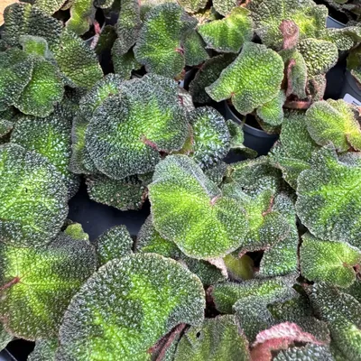 Iron Cross Begonia (Begonia masoniana)