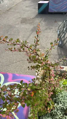 Japanese Barberry (Berberis thunbergii)