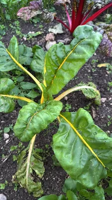 Beta vulgaris subsp. vulgaris (Beta vulgaris subsp. vulgaris)