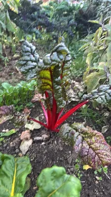 Beetroot (Beta vulgaris)