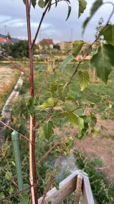 Silver Birch (Betula pendula)