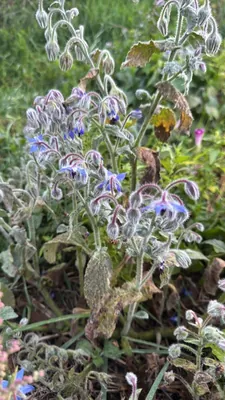 Borage (Borago officinalis)