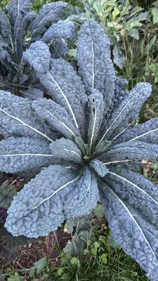Brassica oleracea var. palmifolia (Brassica oleracea var. palmifolia)