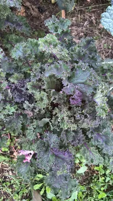 Lacinato kale (Brassica oleracea var. sabellica)