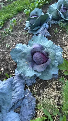 Broccoli Plant (Brassica oleracea)