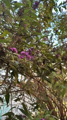 Butterfly Bush (Buddleja davidii)