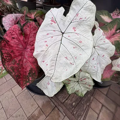 Caladium (Caladium bicolor)