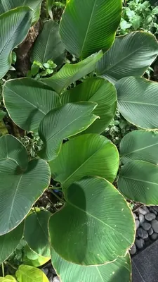 Cuban Hat Plant (Calathea lutea)