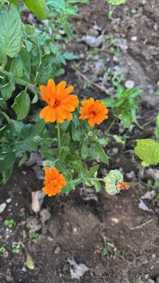 Pot Marigold (Calendula officinalis)