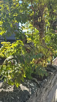 Amerikanische Klettertrompete (Campsis radicans)