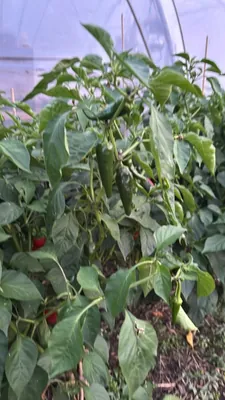 Bell Pepper (Capsicum annuum)