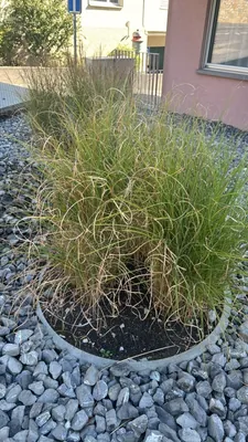 Carex comans (Carex comans)