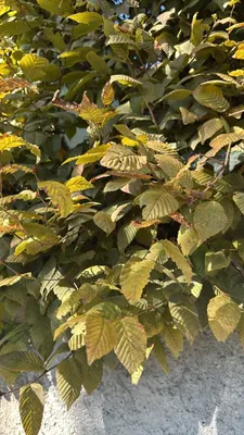 Habr obecný (Carpinus betulus)