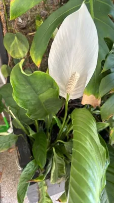 Peace Lily (Spathiphyllum wallisii)