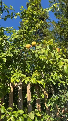 Chaenomeles japonica (Chaenomeles japonica)