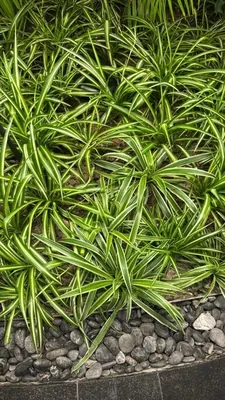 Spider Plant (Chlorophytum comosum)
