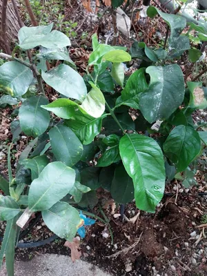 Lemon Tree (Citrus limon)