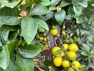 Citrus ×meyeri (Citrus ×meyeri)