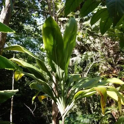 Ti Plant (Cordyline fruticosa)