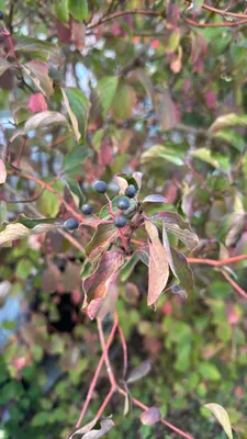 Blood-twig dogwood (Cornus sanguinea)