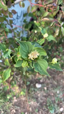 Red Twig Dogwood (Cornus sericea)