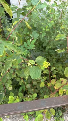 Seidiger Hartriegel (Cornus sericea)