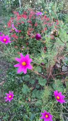 Cosmos (Cosmos bipinnatus)