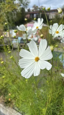 Cosmos (Cosmos bipinnatus)