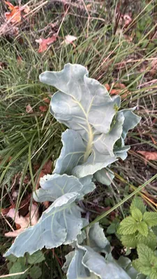 Sea Kale (Crambe maritima)
