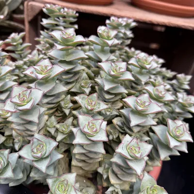 Crassula perforata (Crassula perforata)
