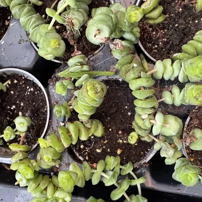 Crassula (Crassula rupestris)