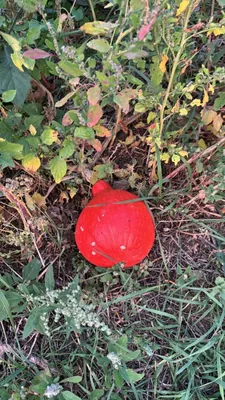Pumpkin Plant (Cucurbita maxima)